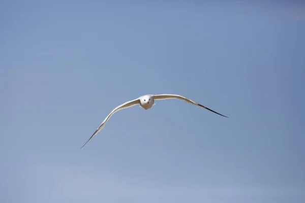 Μια Χαμηλή Γωνία Βολής Ενός Ιπτάμενου Γλάρου Στον Ουρανό — Φωτογραφία Αρχείου