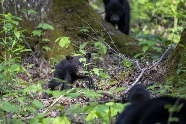 Ourson Noir Sur Tronc Arbre Dans Les Bois — Photo