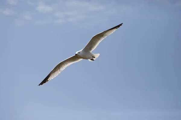 天空中一只飞翔的海鸥的低角镜头 — 图库照片