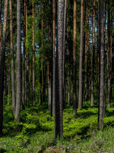 Ağaçların Dikey Görüntüsü Ormandaki Yeşil Bitki Örtüsü — Stok fotoğraf