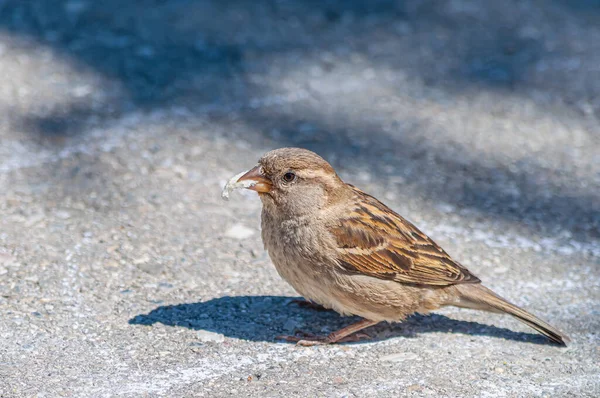 Closeup Shot Small House Sparrow Bird — Stock Photo, Image