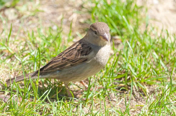 Closeup Shot Small House Sparrow Bird Park — Stock Photo, Image