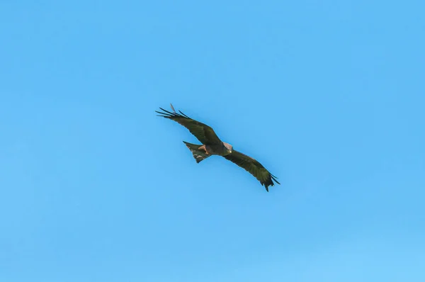 Een Prachtig Shot Van Een Milvus Vogel Vliegend Een Blauwe — Stockfoto