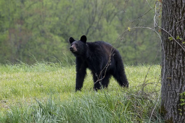 Oso Negro Caminando Prado Verde — Foto de Stock