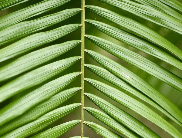 Een Close Shot Van Tropische Plant Loof — Stockfoto