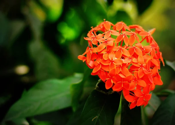 Closeup Shot Beautiful Ixora Plant Red Shrub Garden — Stock Photo, Image