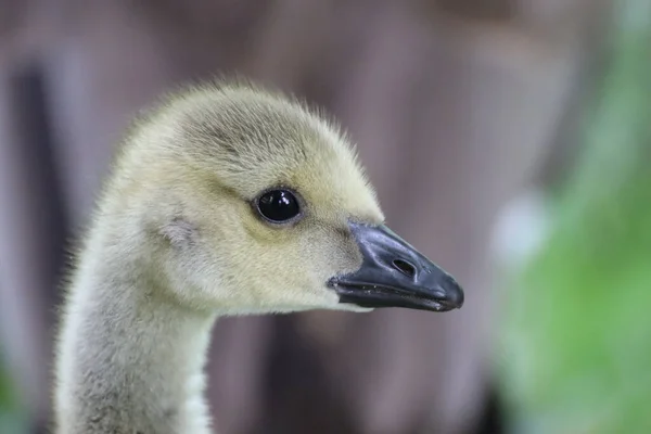 Eine Nahaufnahme Von Einem Niedlichen Baby Entengesicht — Stockfoto