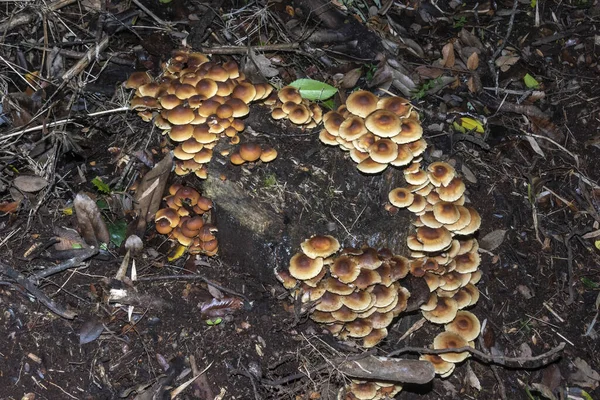森の中に生えている小さな茶色のキノコのトップビュー — ストック写真