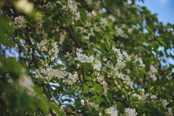 在树枝上的一朵白花的特写镜头 — 图库照片