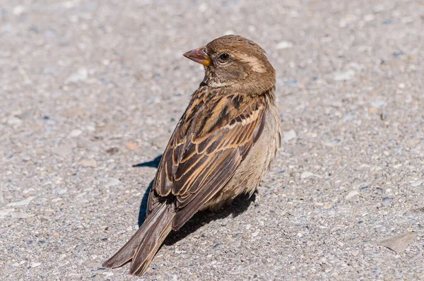 Primer Plano Pajarito Gorrión Casa Pequeña — Foto de Stock