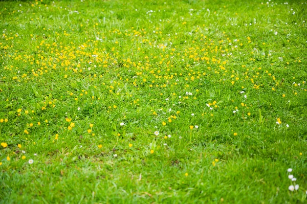 Tiro Perto Prado Verde Com Flores Silvestres — Fotografia de Stock