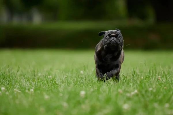 Bedårande Svart Mops Hund Som Kör Park Täckt Grönska Med — Stockfoto