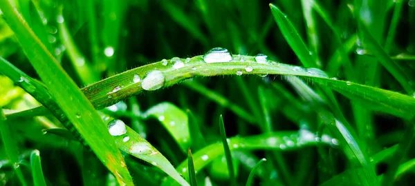 Крупним Планом Знімок Яскраво Зеленої Трави Покритої Дощем — стокове фото