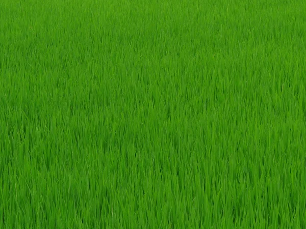 Fondo Horizontal Hojas Verdes Brillantes Frescas Una Planta Arroz Campo —  Fotos de Stock