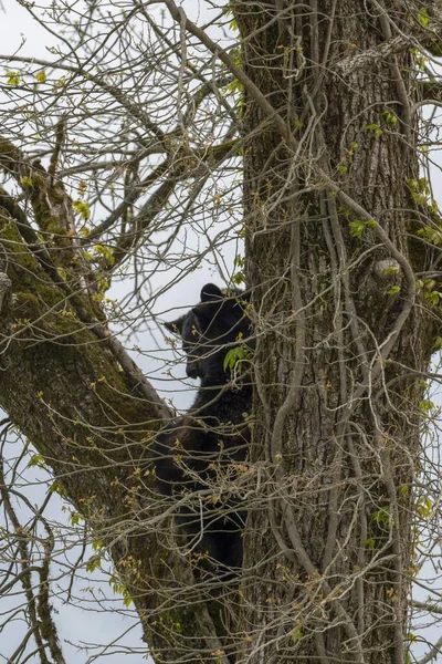 Oso Negro Tronco Árbol Bosque —  Fotos de Stock