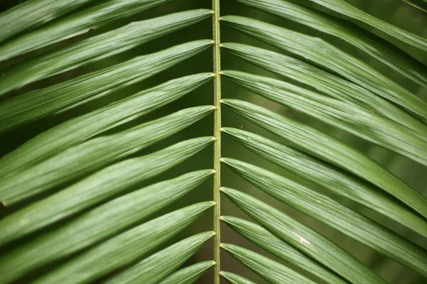 Tiro Close Folhas Plantas Tropicais — Fotografia de Stock