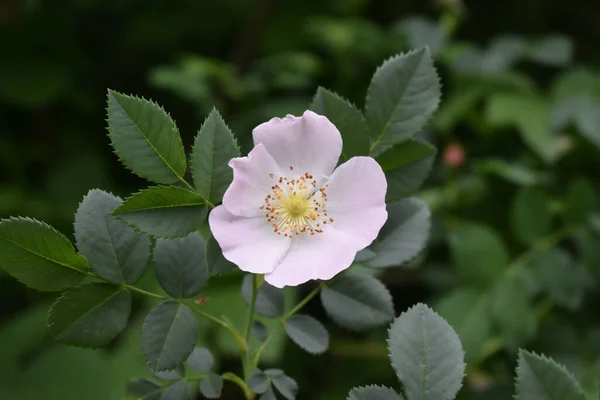 Close Uma Rosa Memorial Rose Flor Com Folhas Verdes Fundo — Fotografia de Stock