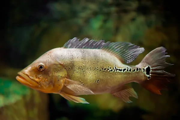 Nahaufnahme Eines Steinfisches Der Aquarium Schwimmt — Stockfoto