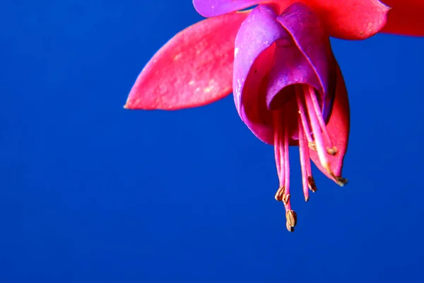 Closeup Beautiful Pink Fuchsia Flower Stamen Front Blue Background — Stock Photo, Image