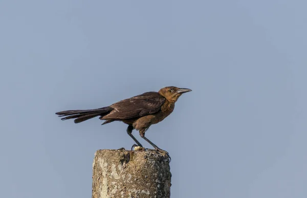 Foco Selectivo Pájaro Cola Grande Crujiente Posado Poste Madera Contra — Foto de Stock