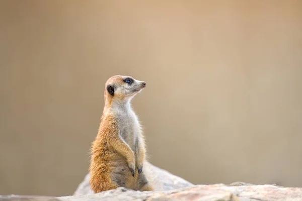 Foco Seletivo Fofo Adorável Meerkat Rocha Contra Fundo Embaçado Marrom — Fotografia de Stock