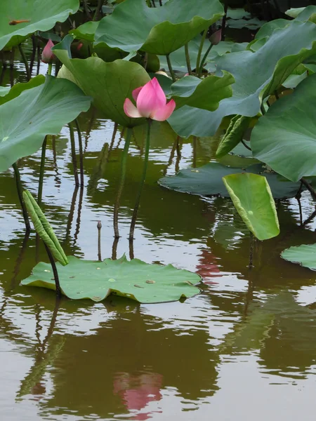 Plan Vertical Une Belle Plante Aquatique Lotus Sacré Nelumbo Nucifera — Photo