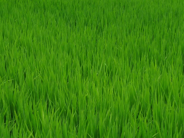 Çeltik Tarlasında Bir Pirinç Bitkisinin Taze Yeşil Yapraklarının Yatay Arka — Stok fotoğraf
