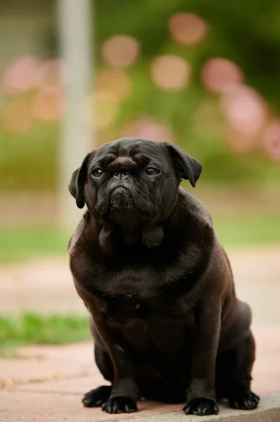 Ένα Πορτραίτο Ενός Αξιολάτρευτου Μαύρου Σκύλου Ένα Πάρκο Θολή Φόντο — Φωτογραφία Αρχείου