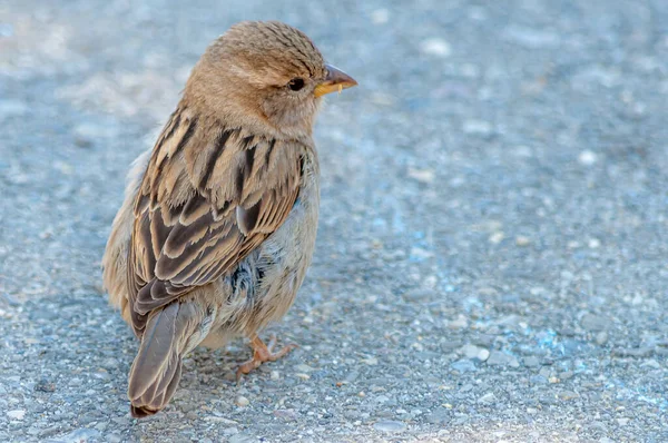 Primer Plano Pajarito Gorrión Casa Pequeña — Foto de Stock