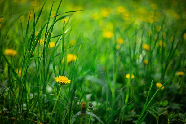 Beautiful Yellow Dandelions Growing Field — Stock Photo, Image