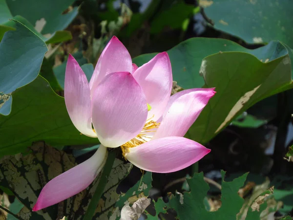 Closeup Shot Beautiful Sacred Lotus Nelumbo Nucifera Aquatic Plant Soft — Stock Photo, Image