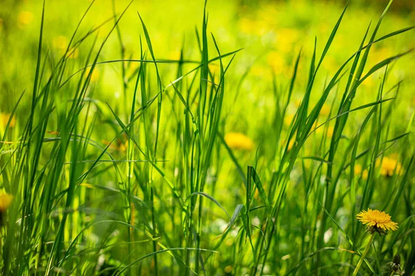 Närbild Gula Maskrosor Som Växer Ett Fält — Stockfoto