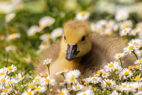 Dışarıdaki Çiçek Tarlasında Sevimli Bir Ördek Yavrusunun Yakın Çekimi — Stok fotoğraf