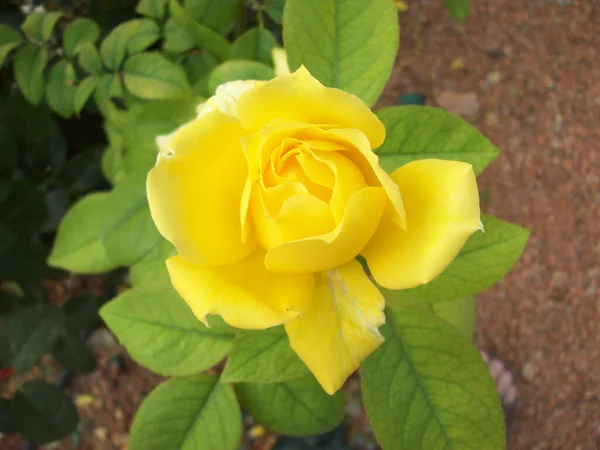 Uma Vista Superior Rosa Amarela Florescida Jardim — Fotografia de Stock