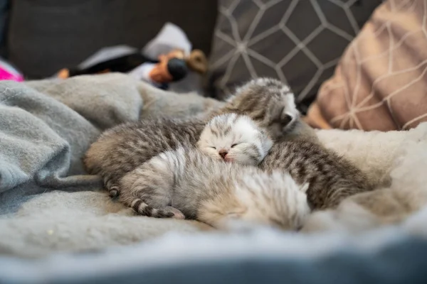 Niedliche Katzenbabys Geschwister Kuscheln Miteinander Die Kätzchen Haben Weißes Und — Stockfoto
