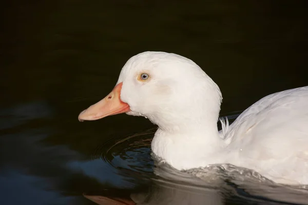 Egy Közeli Kép Egy Aranyos Kacsáról Ahogy Úszik Tóban — Stock Fotó