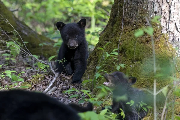 Милые Медвежата Лесу — стоковое фото