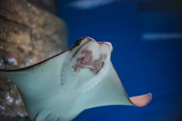 Låg Vinkel Bild Sötvattenfisk Som Simmar Vattnet — Stockfoto