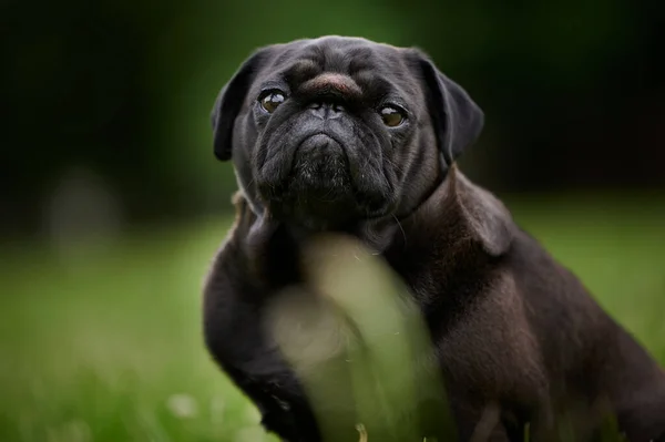 背景がぼやけている公園の可愛い黒い犬の肖像画 — ストック写真