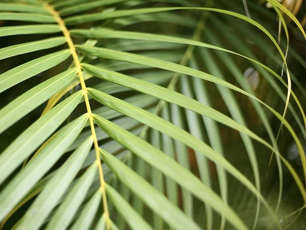 Detailní Záběr Listů Tropické Rostliny — Stock fotografie