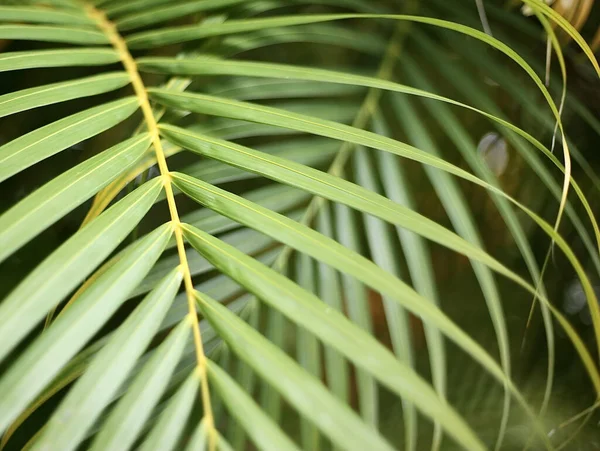 Primer Plano Hojas Plantas Tropicales — Foto de Stock