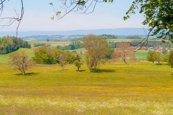 緑の黄色の牧草地の美しいショットでセミセールス スイスの木 — ストック写真