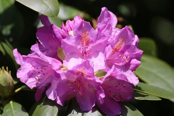 Zbliżenie Ujęcie Kwitnącego Różowego Rododendron Kwiaty — Zdjęcie stockowe