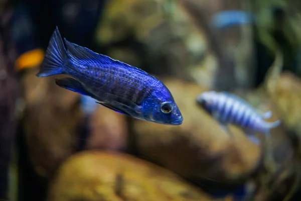 Selektiv Fokusbild Fisk Som Simmar Akvariet — Stockfoto