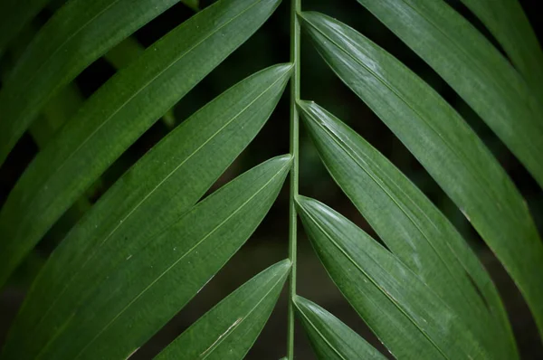 Primer Plano Una Planta Tropical Floreciente —  Fotos de Stock