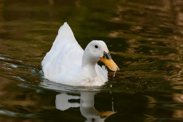 Detailní Záběr Roztomilé Bílé Kachny Plavání Rybníku — Stock fotografie