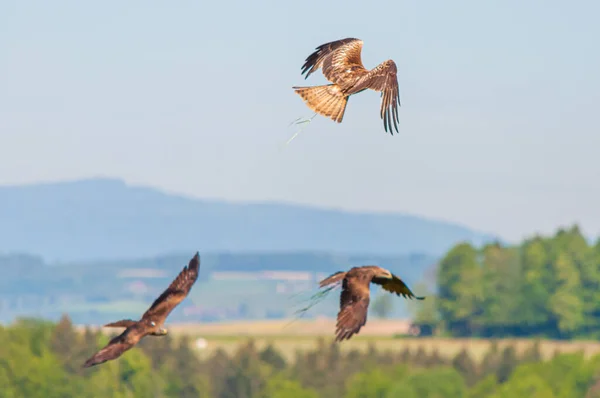 Closeup Shot Group Hawks Flying Sky — Stock Photo, Image