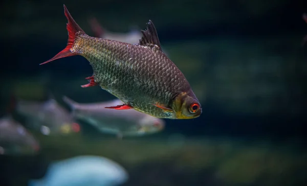 Een Close Opname Van Vissen Zwemmen Het Aquarium — Stockfoto