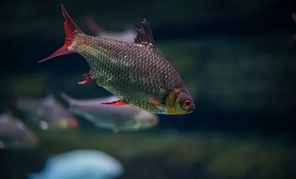 在水族馆里游泳的鱼的特写 — 图库照片