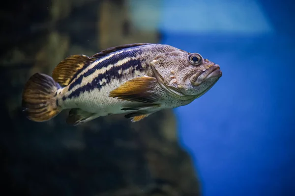 Eine Selektive Fokusaufnahme Eines Unter Wasser Schwimmenden Exotischen Fisches — Stockfoto